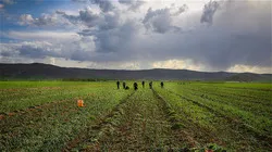 ایجاد اشتغال برای بیش از  یک هزار نفر با افتتاح طرح های جهاد کشاورزی