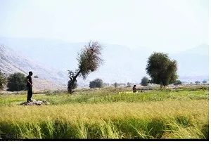 برداشت شلتوک در ایذه آغاز شد