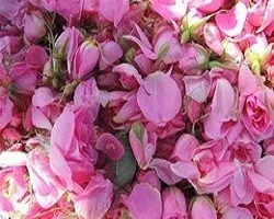 گل چینی از مزرعه تحقیقاتی دانشگاه آزاد دهاقان