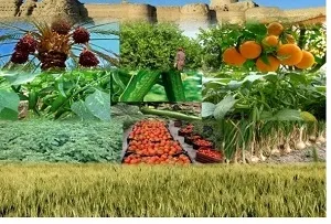 تولید سالانه بیش از 16 میلیون تن محصول کشاورزی در خوزستان