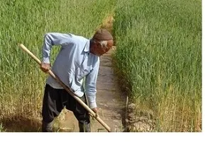 بی مسئولیتی سازمان آب و برق، خوزستان را دچار مشکل می‌کند/ ممنوعیت کشت بر خلاف اهداف طرح ۵۵۰هزار هکتاری است