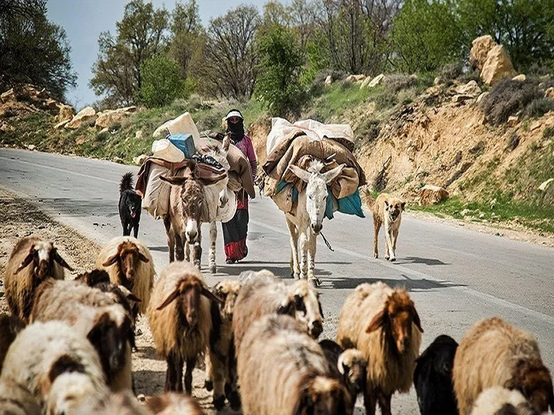 زمان آغاز کوچ عشایر استان کرمانشاه به زودی مشخص می شود