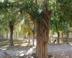 ابلاغ مراتب ثبت ملی 8 اثر طبیعی به استاندار اصفهان