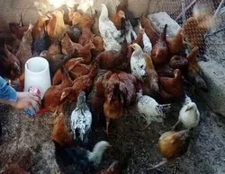 در آذربایجان غربی ۹۷۸ هزار قطعه طیور در برابر نیوکاسل مایه‌کوبی شد