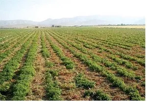 170میلیارد ریال تسهیلات اشتغالزایی کشاورزی درشوشتر پرداخت شد
