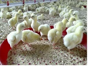 عرضه جوجه یک روزه به مرغداری ها بیش از نرخ مصوب تخلف است