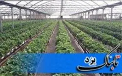 بررسی نحوه اجرای مراکز کنترل کیفیت مجتمع‌های گلخانه‌ای یزد
