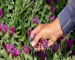 بذرپاشی گیاهان دارویی در ۲ هزار هکتار از عرصه‌های طبیعی اصفهان