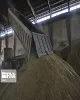 ۸۸هزار میلیارد ریال بابت خرید گندم و کلزا به کشاورزان خوزستانی پرداخت شد