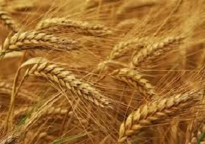 کشت پاییزه دربیش از ۶۲۳ هزار هکتار از اراضی کردستان