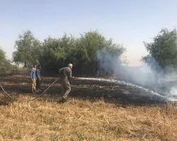 حریق ارتباطی با باغ پرندگان نداشت/حریق مزرعه گندم جنب باغ پرندگان اصفهان تلفات جانی نداشت