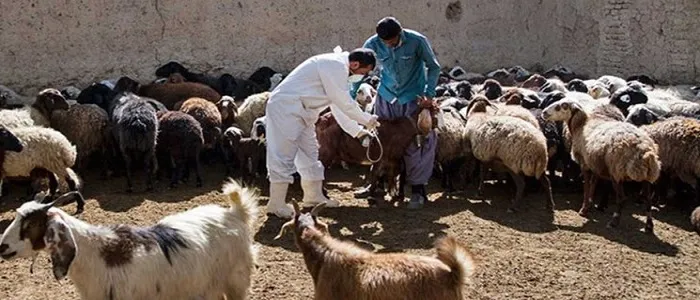 واکسیناسیون رایگان علیه دو بیماری تب برفکی و لمپی اسکین دام سبک و سنگین عشایر تا دو هفته آینده ادامه دارد
