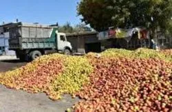 نرخ خرید سیب صنعتی هزار و پانصد تومان تعیین شد