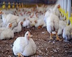 توقیف 77 هزار کیلو مرغ زنده