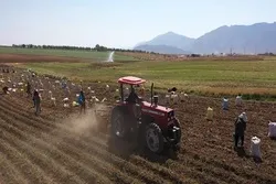 کشت‌های کم‌آب بر و گلخانه‌ای در اولویت جهاد کشاورزی