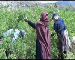 نطنز یکی از قطب های تولید گل محمدی در استان اصفهان