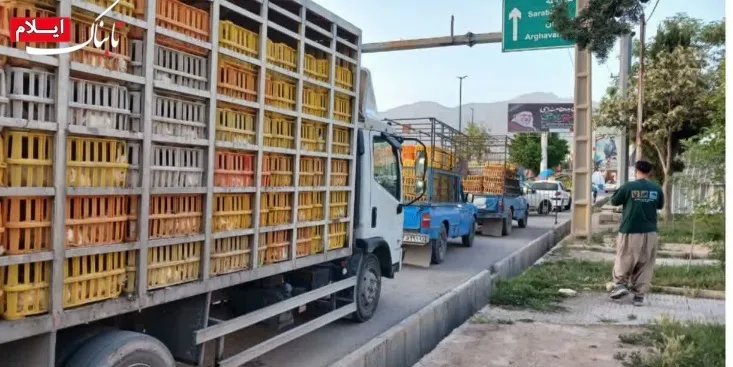 کشف بیش از ۳۲ تن مرغ خارج از شبکه توزیع در استان ایلام