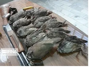 سه گروه شکارچی متخلف در شوشتر دستگیر شدند