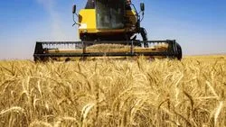 افزایش 100درصدی خرید تضمینی گندم در اصفهان