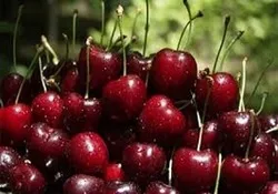 برداشت ۱۰۰۰ تن گیلاس در اشنویه