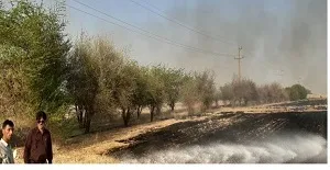 خسارت جبران ناپذیر آتش‌زدن مزارع به محیط زیست
