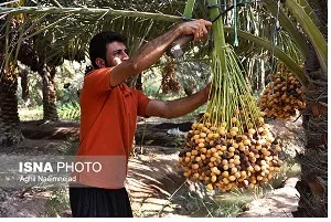 حدود 15 هزار تن خارک و رطب در شادگان برداشت می‌شود