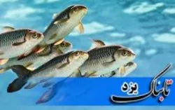 راه اندازی پارک ملی علم و فناوری آبزیان در بافق
