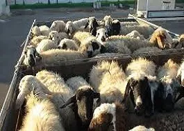 کشف ۱۸۰ راس دام قاچاق در دالاهو