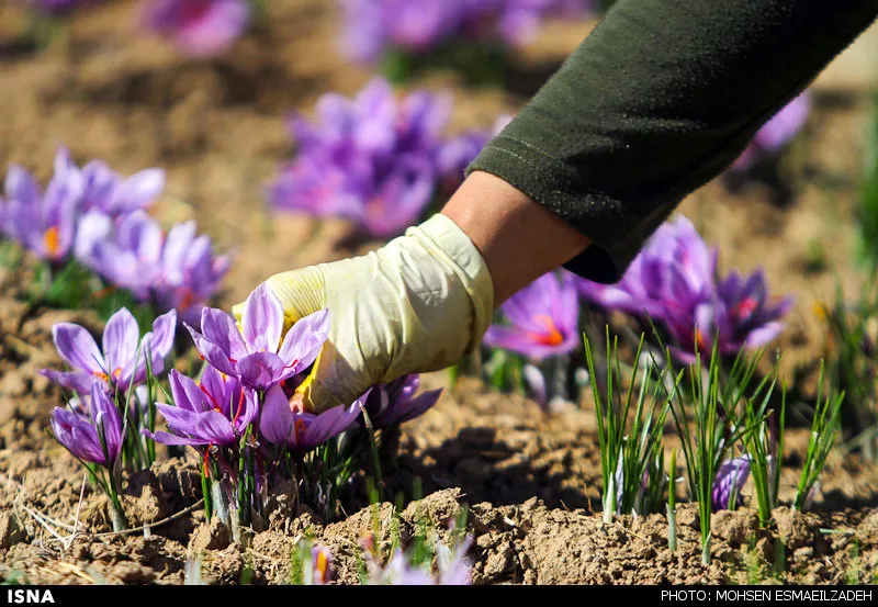 تولید سالانه 100 کیلوگرم طلای سرخ در قزوین